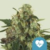 MEDICAL MASS · Royal Queen Seeds · cannabis seeds · Fem