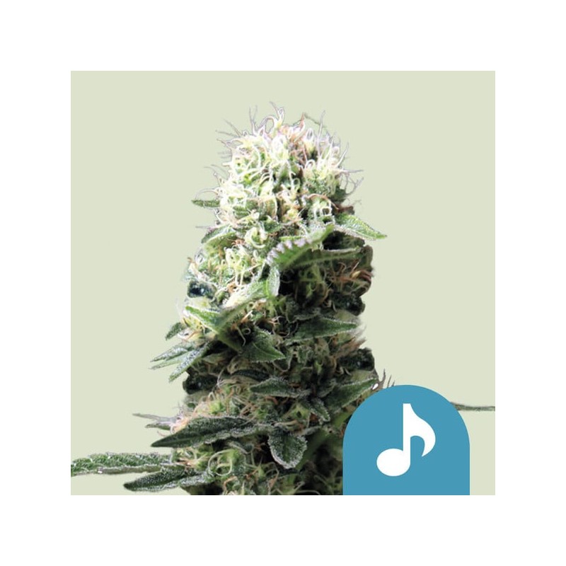 DANCE WORLD · Royal Queen Seeds · graines de cannabis · Fem