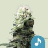 DANCE WORLD · Royal Queen Seeds · cannabis seeds · Fem