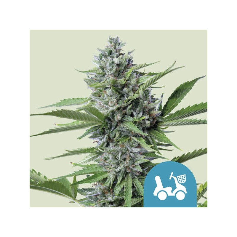 FAST EDDY AUTOMATIC CBD · Royal Queen Seeds · graines de cannabis · AutoFem