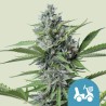 FAST EDDY AUTOMATIC CBD · Royal Queen Seeds · graines de cannabis · AutoFem