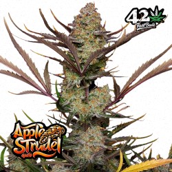 APPLE STRUDEL AUTO · FastBuds Seeds · sementes de maconha · AutoFem