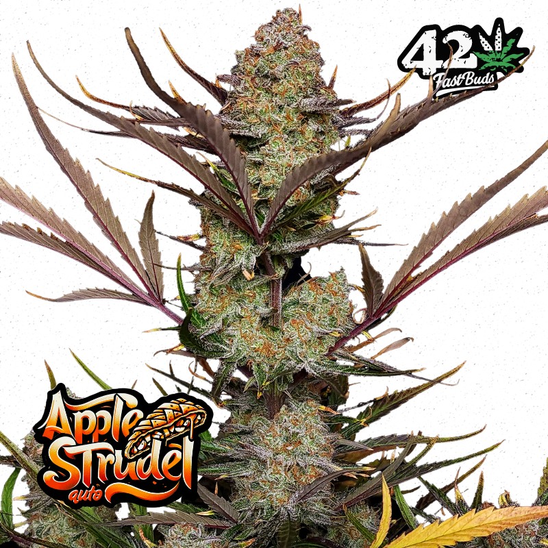 APPLE STRUDEL AUTO  · FastBuds Seeds · graines de cannabis · AutoFem