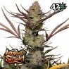 APPLE STRUDEL AUTO · FastBuds Seeds · sementes de maconha · AutoFem