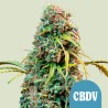 ROYAL CBDV AUTO · Royal Queen Seeds · cannabis seeds · AutoFem