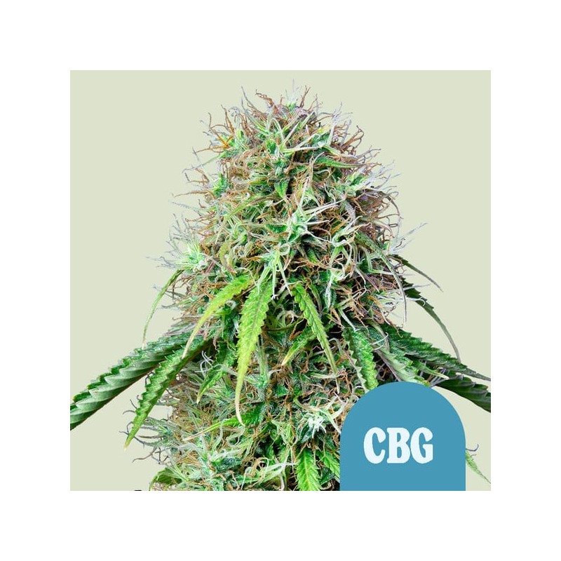 ROYAL CBG AUTO · Royal Queen Seeds · cannabis seeds · AutoFem