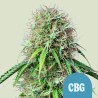 ROYAL CBG AUTO · Royal Queen Seeds · cannabis seeds · AutoFem