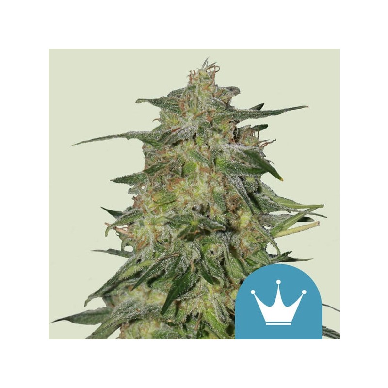 ROYAL HIGHNESS CBD · Royal Queen Seeds · kenevir tohum · Disi · Fem