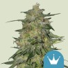 ROYAL HIGHNESS CBD · Royal Queen Seeds · sementes de maconha · Fem