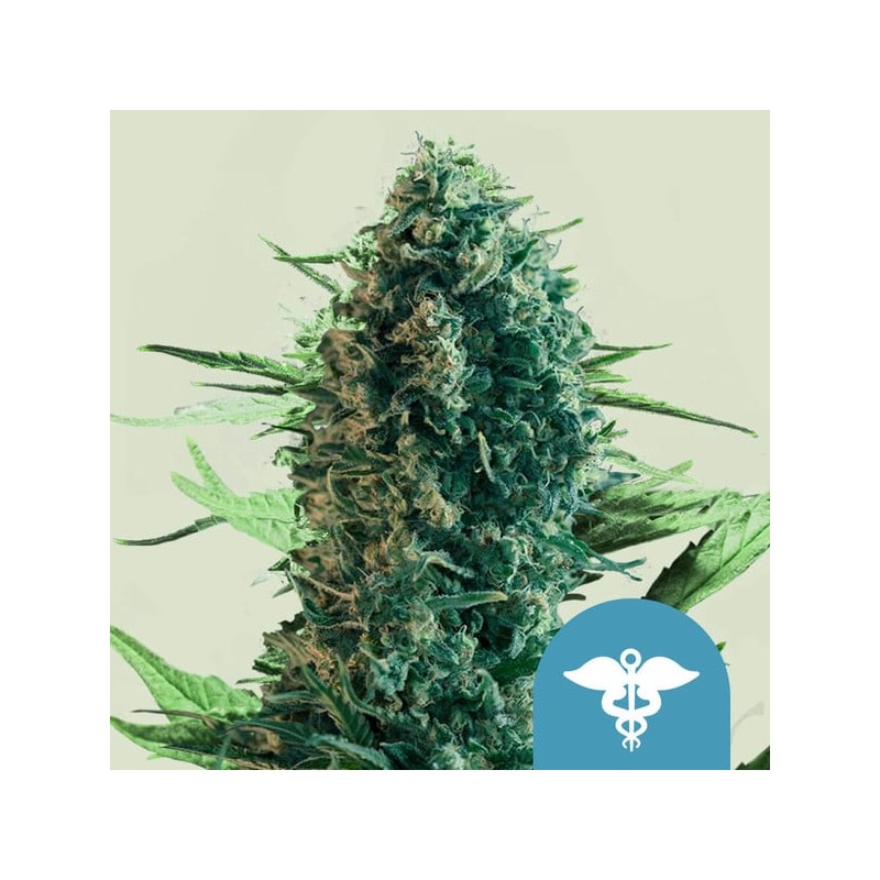 ROYAL MEDIC · Royal Queen Seeds · graines de cannabis · Fem
