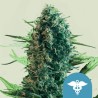 ROYAL MEDIC · Royal Queen Seeds · sementes de maconha · Fem