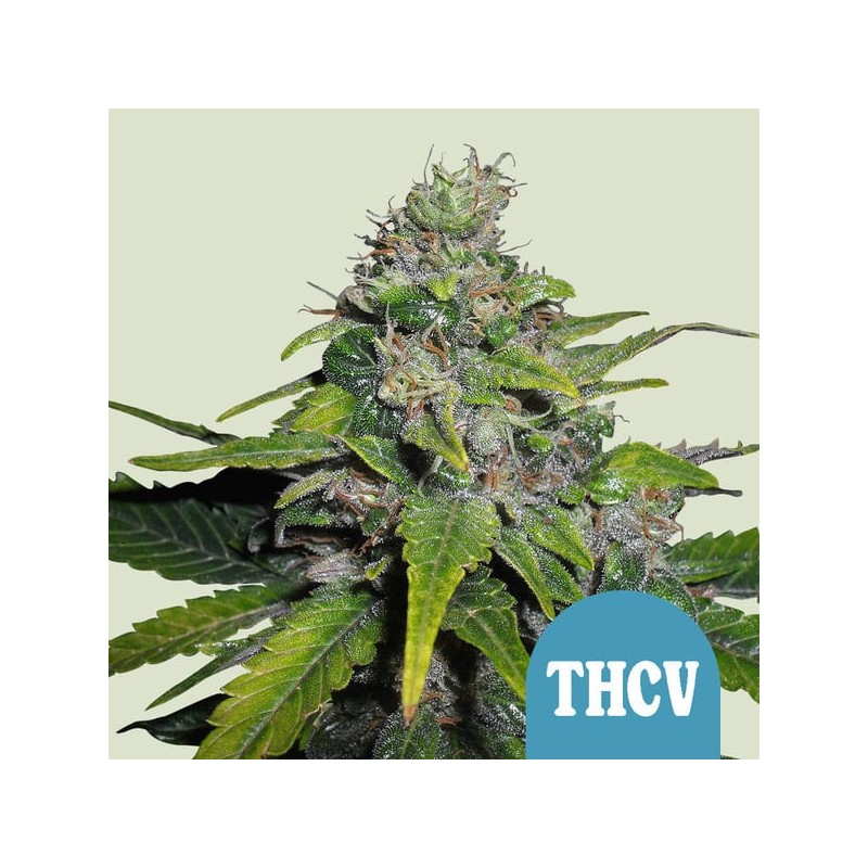 ROYAL THCV CBD · Royal Queen Seeds · cannabis seeds · Fem