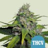 ROYAL THCV CBD · Royal Queen Seeds · graines de cannabis · Fem