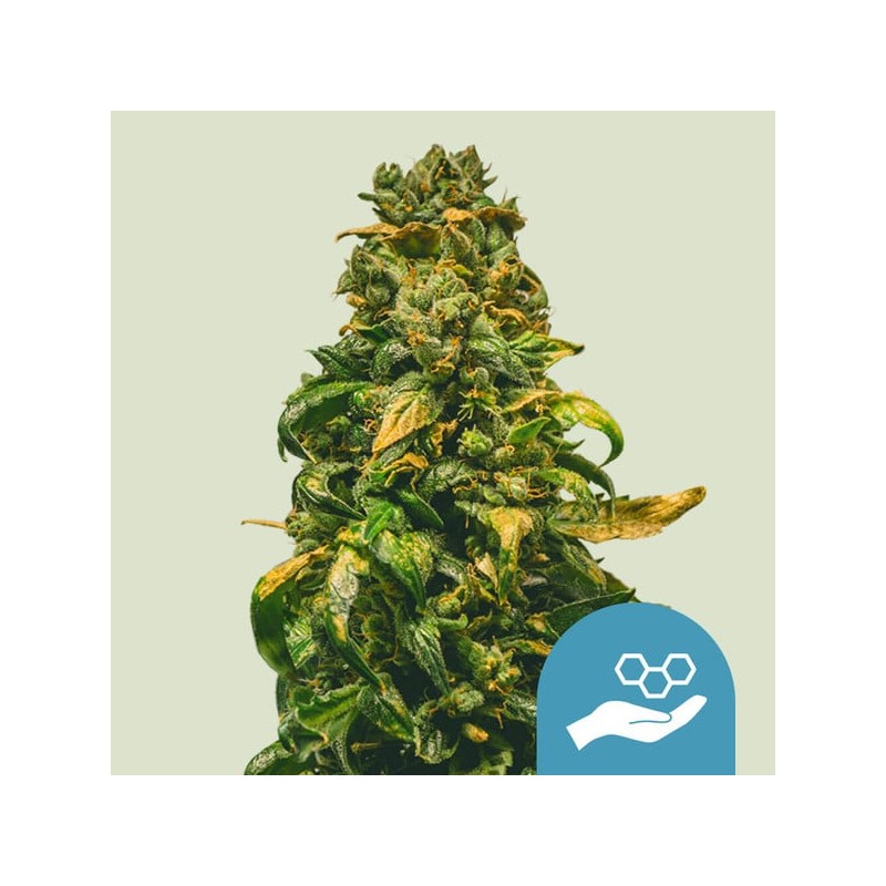 SOLOMATIC CBD · Royal Queen Seeds · sementes de maconha · AutoFem