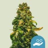 SOLOMATIC CBD · Royal Queen Seeds · sementes de maconha · AutoFem