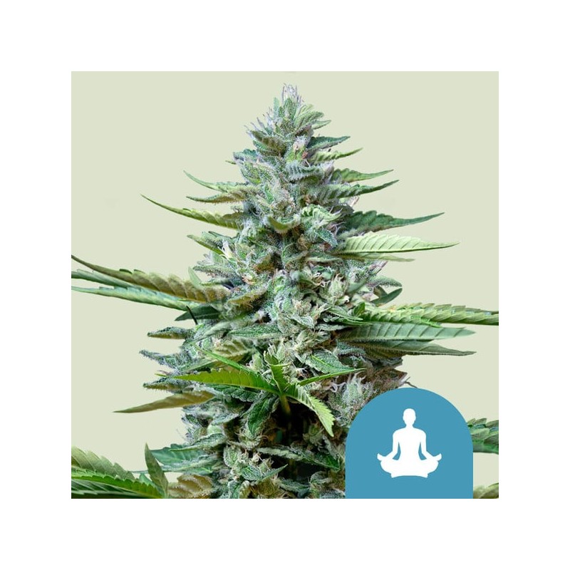 STRESS KILLER AUTOMATIC CBD · Royal Queen Seeds · kaufen cannabis samen · AutoFem