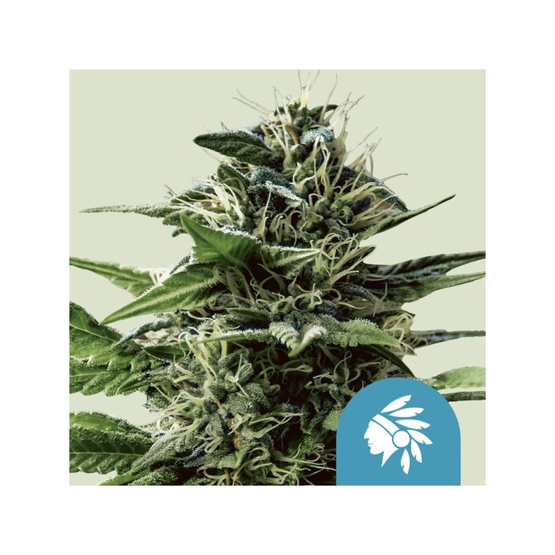 TATANKA PURE CBD · Royal Queen Seeds · graines de cannabis · Fem