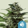 TATANKA PURE CBD · Royal Queen Seeds · graines de cannabis · Fem
