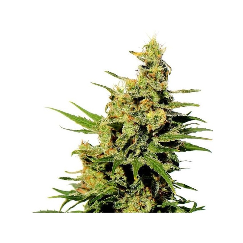 BCN DIESEL CBD · Kannabia Seed Company · cannabis seeds · Fem