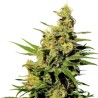 BCN DIESEL CBD · Kannabia Seed Company · sementes de maconha · Fem