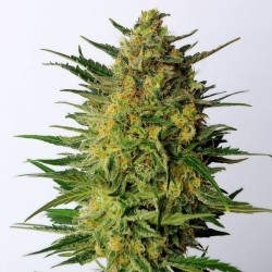 SUPER AK · Kannabia Seed Company · graines de cannabis · Fem