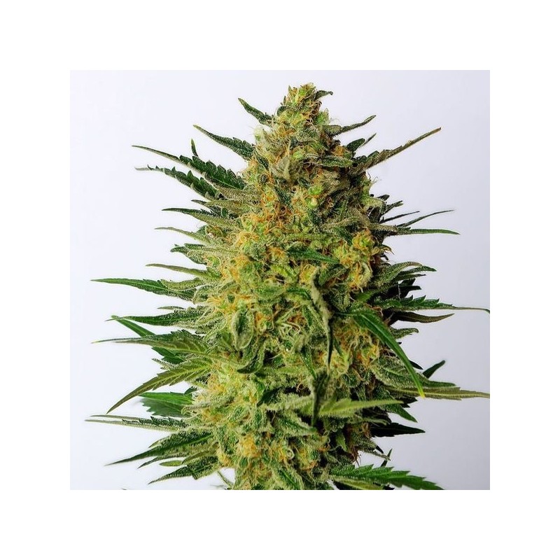 SUPER AK · Kannabia Seed Company · graines de cannabis · Fem