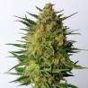 SUPER AK · Kannabia Seed Company · sementes de maconha · Fem