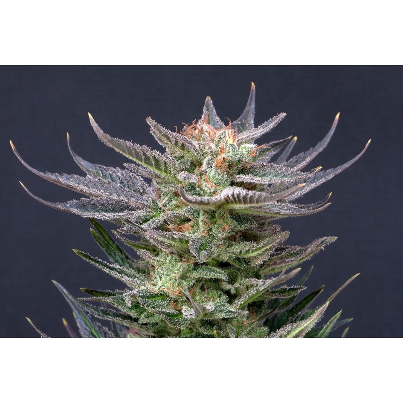 PURPLE DREAM AUTO · Kannabia Seed Company · cannabis seeds · AutoFem