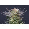 PURPLE DREAM AUTO · Kannabia Seed Company · kenevir tohumu · Disi · AutoFem