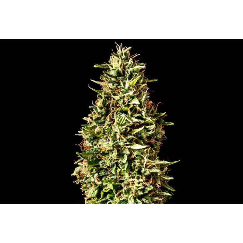 RUNTZ AUTO · Kannabia Seed Company · sementes de maconha · AutoFem