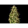 RUNTZ AUTO · Kannabia Seed Company · sementes de maconha · AutoFem