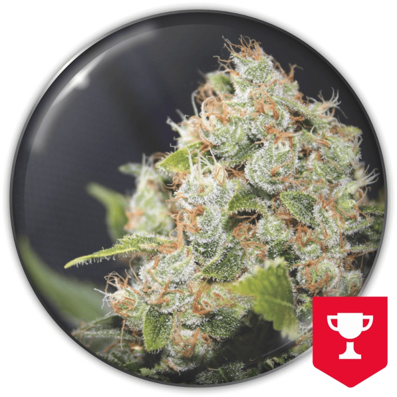 BCN SOUR DIESEL · Medical Seeds · graines de cannabis · Fem