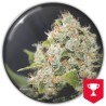 BCN SOUR DIESEL · Medical Seeds · graines de cannabis · Fem