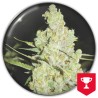 1024 · Medical Seeds · graines de cannabis · Fem