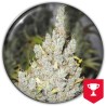 2046 · Medical Seeds · sementes de maconha · Fem