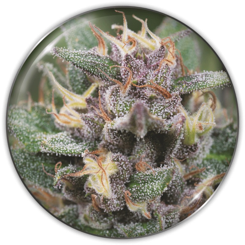 BLUE HELL AUTO · Medical Seeds · graines de cannabis · AutoFem