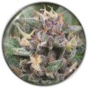 BLUE HELL AUTO · Medical Seeds · graines de cannabis · AutoFem