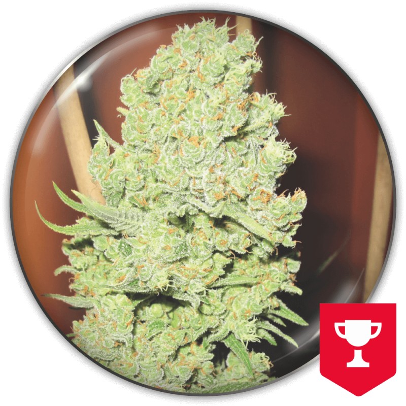 CHANNEL+ · Medical Seeds · cannabis seeds · Fem