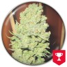 CHANNEL+ · Medical Seeds · graines de cannabis · Fem