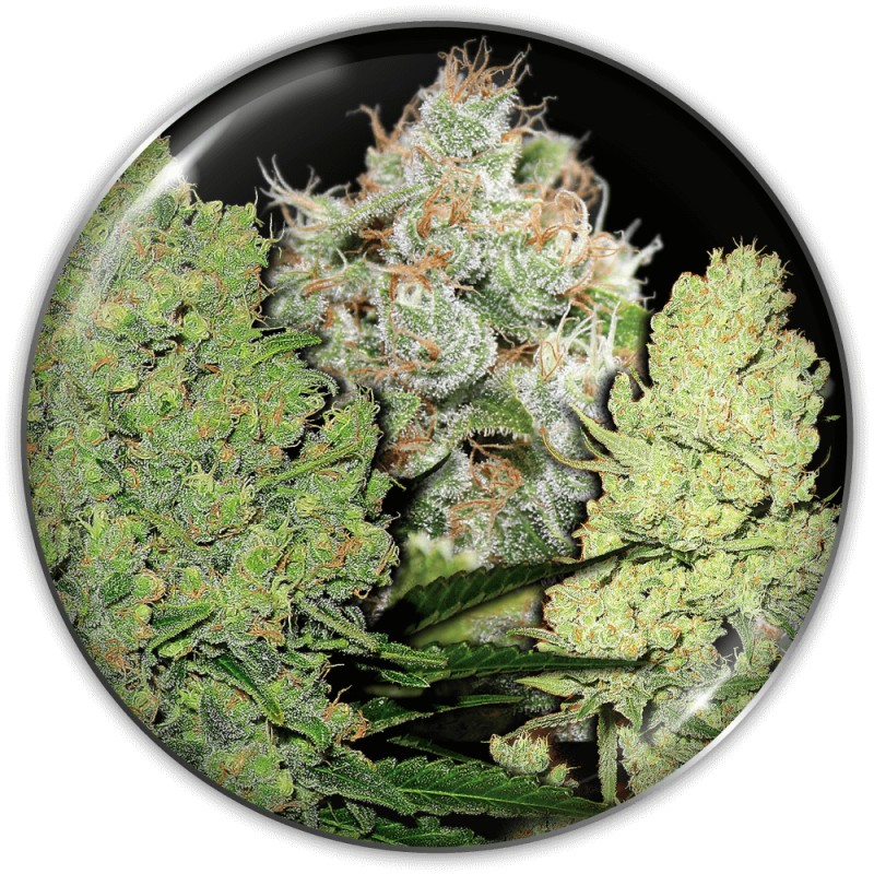 COLECCIONISTA 1 · Medical Seeds · graines de cannabis · Fem