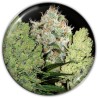 COLECCIONISTA 1 · Medical Seeds · graines de cannabis · Fem