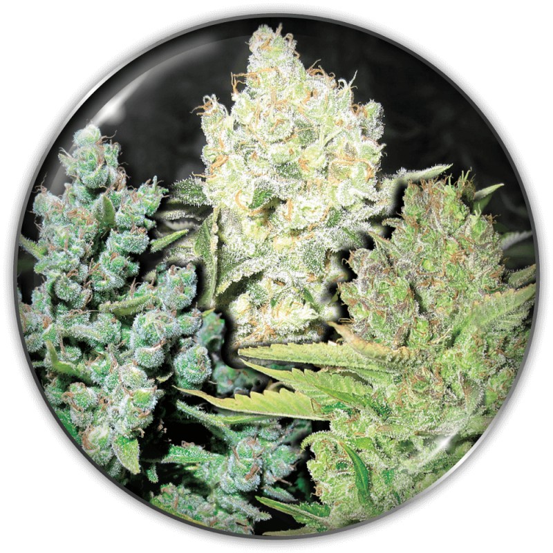 COLECCIONISTA 4 · Medical Seeds · graines de cannabis · Fem