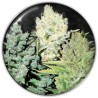 COLECCIONISTA 4 · Medical Seeds · graines de cannabis · Fem