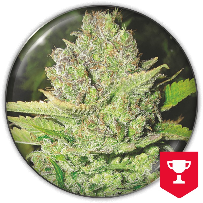DEVIL FRUIT · Medical Seeds · graines de cannabis · Fem