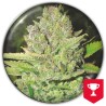 DEVIL FRUIT · Medical Seeds · sementes de maconha · Fem