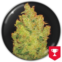 JACK LAMOTA · Medical Seeds...