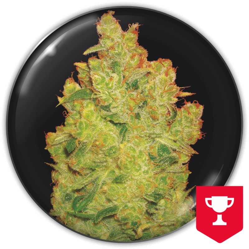 JACK LA MOTA · Medical Seeds · sementes de maconha · Fem