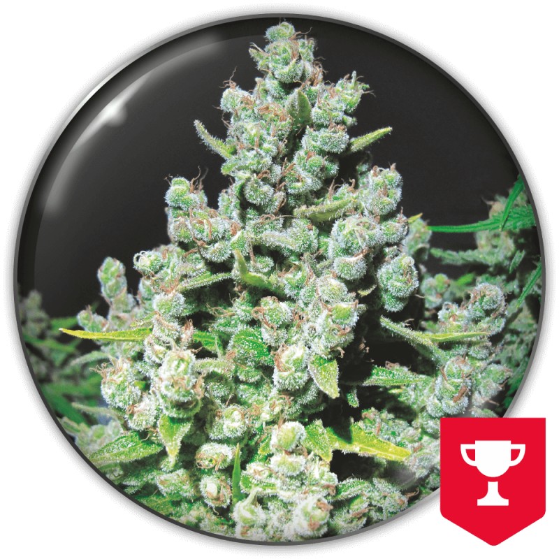 MALAKOFF · Medical Seeds · graines de cannabis · Fem