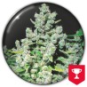 MALAKOFF · Medical Seeds · graines de cannabis · Fem