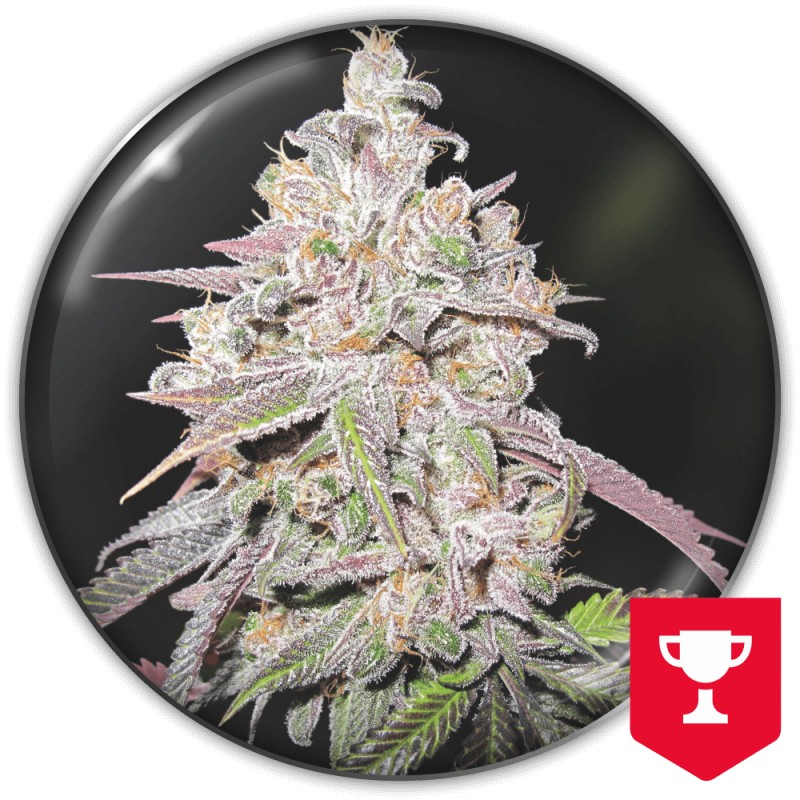 MENDOCINO CHANEL KUSH · Medical Seeds · graines de cannabis · Fem